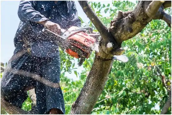 tree services Laureles